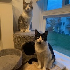 Anna's two cats